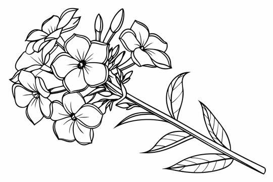 coloring page line art the phlox flower black vector