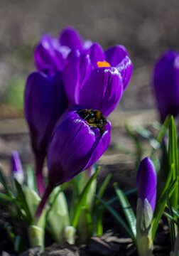 Close‑up of a vibrant purple crocus
