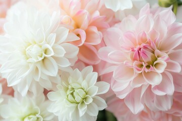Fototapeta premium Dahlia flowers showcasing delicate pink and white petals creating a soft floral background pattern with a gentle blur