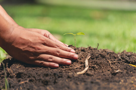 Eco green earth environment concept. Hand with growing tree on earth day with sunlight bokeh in morning. Save world energy protect by plant tree in soil and watering.
