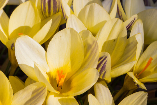 golden‑yellow crocuses in full bloom