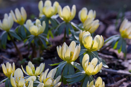 Winter aconite (Eranthis hyemalis) in morning light