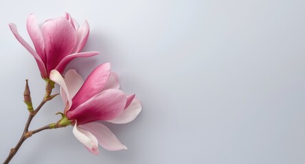 Obraz premium Springtime cerise flowers reminiscent of magnolias with a tranquil smooth background