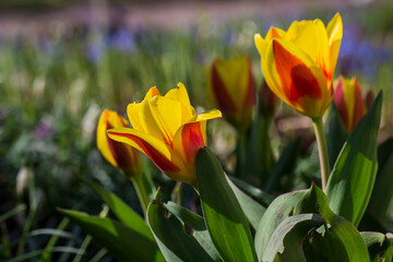 Naklejka premium Wide shot of Fire Wings tulips in a field