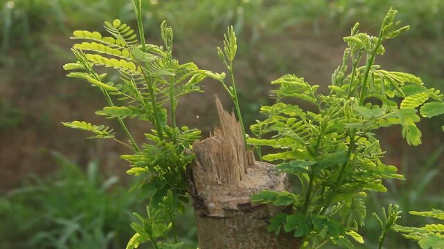 A high-quality close-up photograph featuring the vibrant, fresh young leaves of the River Tamarind or Lead Tree, scientifically known as Leucaena leucocephala