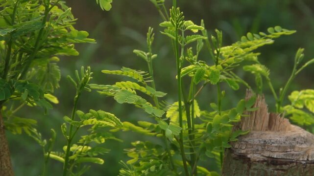 A high-quality close-up photograph featuring the vibrant, fresh young leaves of the River Tamarind or Lead Tree, scientifically known as Leucaena leucocephala
