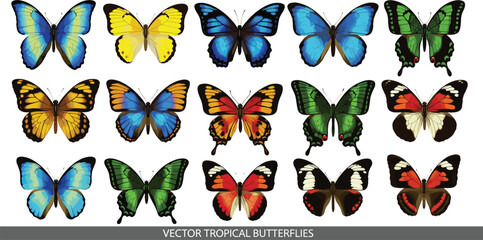 Colorful tropical butterflies collection with different species detailed wings wildlife nature vector illustration set isolated design © Mifta