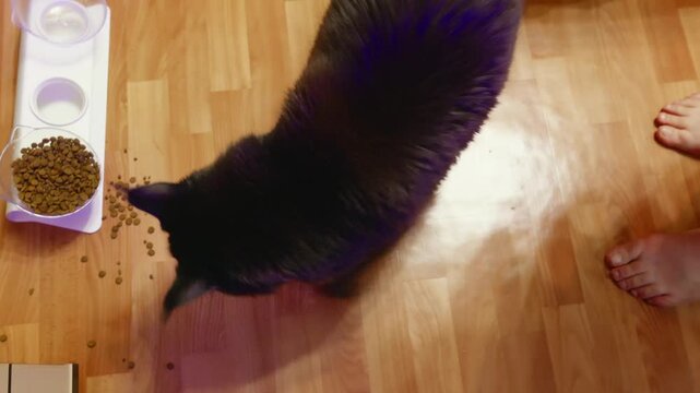 Black cat standing by bowl on laminate floor while human feet appear nearby, gentle petting and mealtime routine, scattered kibble and water dish, warm indoor light and familiar kitchen