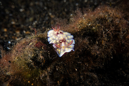 Underwater close up macro photography of colorful nudibranch at sea floor marine life in SCUBA diving in Indonesia