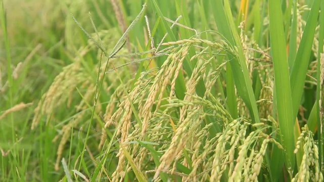Photograph of ripening rice panicles, scientifically known as Oryza sativa, in a lush paddy field. The image captures the transition of the grains from green to a golden yellow hue, indicating the lat