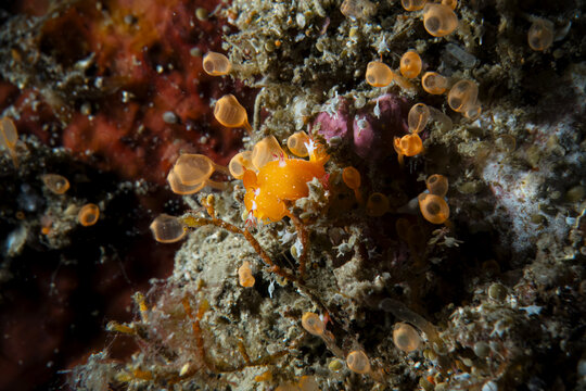 Nudibranch close up macro underwater photography at sea floor marine life in SCUBA diving in Indonesia