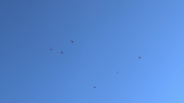 Flock of black vultures circling high in the clear blue sky, birds of prey soaring gracefully in a thermal updraft, wildlife scene showcasing avian freedom and migration