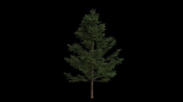 Japanese Larch Tree Swaying in Wind Loop Animation with Alpha Channel. Wind Blows The Larix Kaempferi Tree. Tree Leaves Swaying Loop Animation. Tree Branches Moving in Breeze. Transparent Background