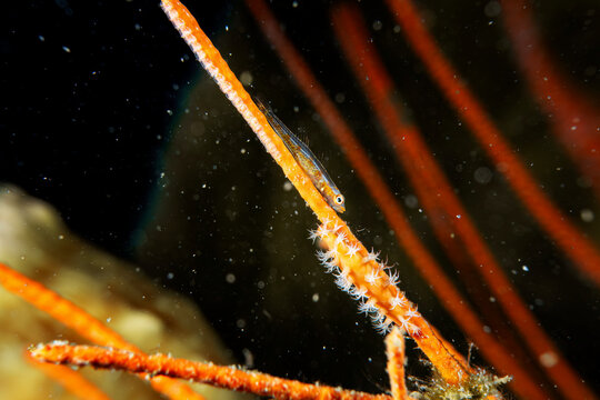 Underwater close up macro photography of tiny Whipe Goby fish on sea fan in SCUBA diving in Indonesia