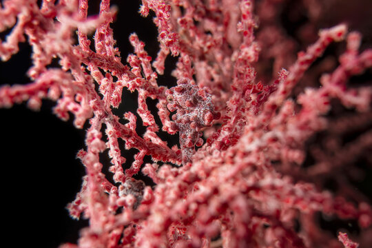 Underwater close up macro photography of pygmy seahorse live at sea fan branch in SCUBA diving trip in Indonesia