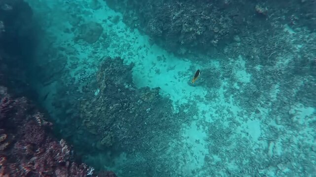 渡嘉敷島の海中風景 サンゴ礁を泳ぐチョウチョウウオなどの色鮮やかな熱帯魚 慶良間諸島 動画素材 4K