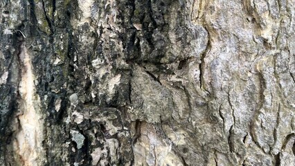 Fototapeta premium Detailed Textured Surface of Old Tree Bark