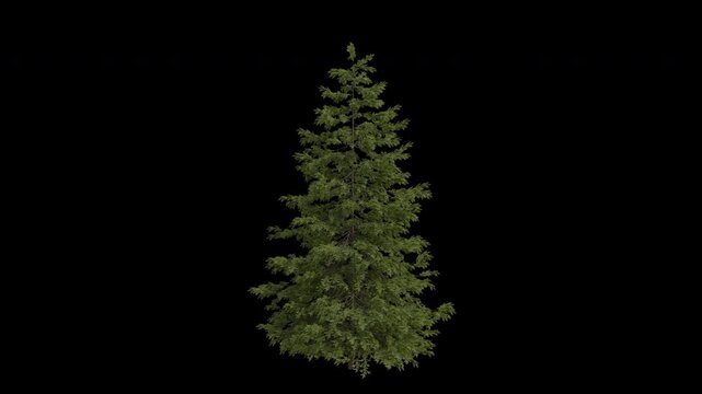Norway spruce Tree Swaying in Wind Loop Animation with Alpha Channel. Wind Blows The European spruce Tree. Picea abies Leaves Swaying Loop Animation. Tree Branches Moving in Breeze. Transparent BG