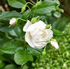 Fototapeta premium Nature, flowers and closeup of rose in garden for floral environment, natural growth and ecosystem. Background, decoration and spring aesthetic with greenery, blossom and white petals for botany