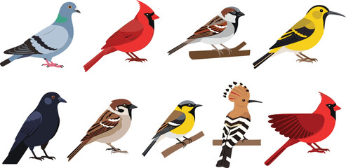 Colorful bird species collection including pigeon cardinal sparrow crow hoopoe perched wildlife vector illustration set isolated © Mifta