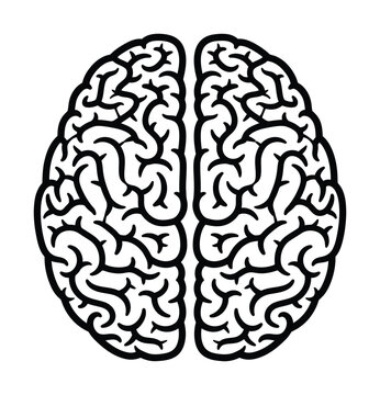 Vector of a symmetrical human brain showing intricate convolutions