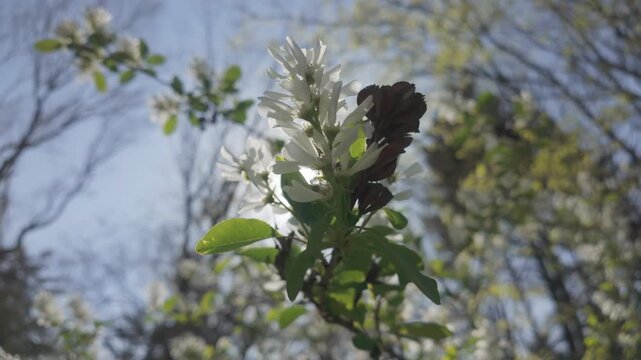 Close-up of a white flowers on a blooming Amelanchier tree against a blue sky on a sunny spring day, backlit by the sun
