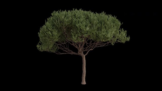 Maritime pine Tree Swaying in Wind Loop Animation with Alpha Channel. Wind Blows The cluster pine Tree. Pinus pinaster Leaves Swaying Loop Animation. Tree Branches Moving in Breeze. Transparent BG