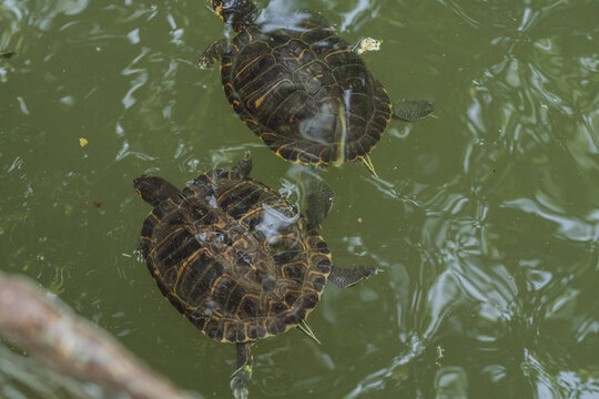 Turtles in pond environment on rocks and in water. Scene for observing behavior and studying aquatic wildlife.
