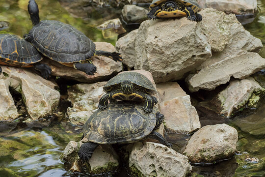 Turtles in pond environment on rocks and in water. Scene for observing behavior and studying aquatic wildlife.