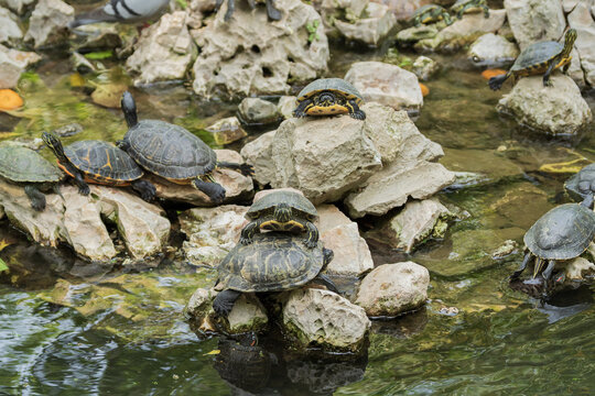 Turtles in pond environment on rocks and in water. Scene for observing behavior and studying aquatic wildlife.
