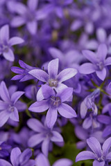 Fototapeta premium Nature, botany and floral plants in empty garden for bloom in countryside environment for bush. Eco friendly, spring and bunch of bellflowers with petals for outdoor landscape in field for growth.