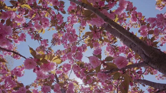 Movement upward between branches of cherry blossom covered with rose-colored flowers on blue sky background. Pink, double flowers of Japanese cherry tree, Prunus serrulata Kanzan are in full bloom