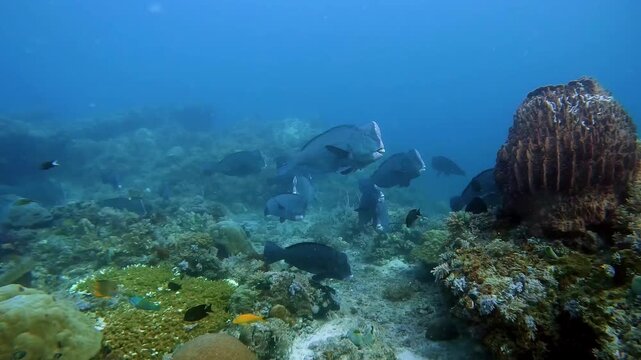 a group of large bumped parrotfish grazing on hard coral on a healthy reef