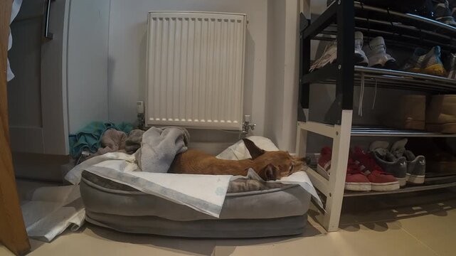 Senior dog lying in soft bed at home near radiator and shoe rack, relaxed and comfortable, indoor setting with calm mood, domestic life and pet care concept during the last days of her life