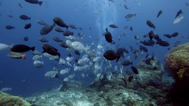 Schooling surgeonfish as seen from the front of the school, facing the schooling fish