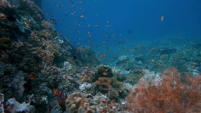 Red anthias swimming next to coral in clear blue water