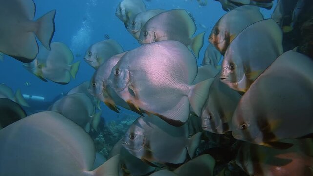 Batfish or spade fish, schooling calmly next to a big rock in clear water