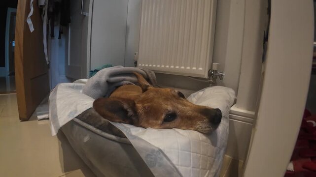 Old brown Jack Russell dog lying in soft bed near radiator at home, relaxed and resting, cozy indoor setting with calm mood, pet comfort and aging companion concept during the last days of her life.