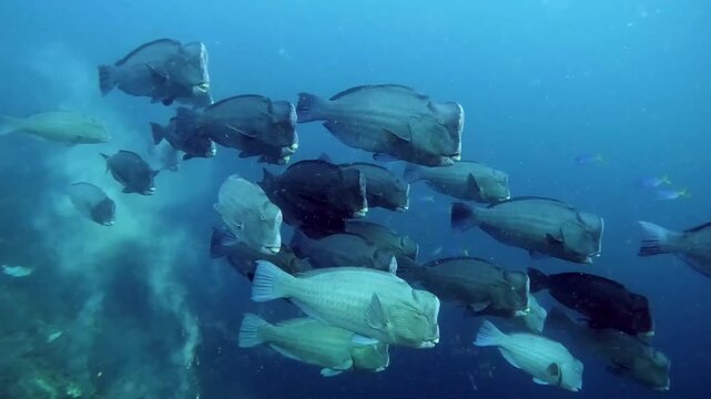 a big family of bumphead parrotfish swimming calmly in blue water