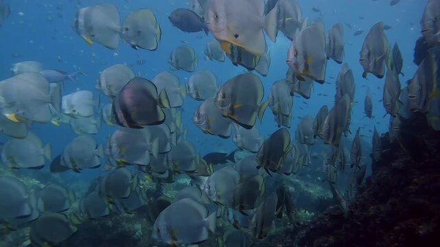 Batfish or spade fish, schooling calmly next to a big rock in clear water