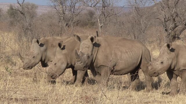 FHD 25i footage of endangered white rhinoceros (Ceratotherium simum), aka square-lipped rhino, in typical North West Province bushveld habitat - wildlife in its natural environment in South Africa.