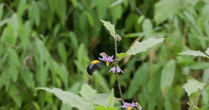 Slow motion: Yellow-capped Carpenter bee hovering vibrates a Wild Brinjal flower for buzz pollination.