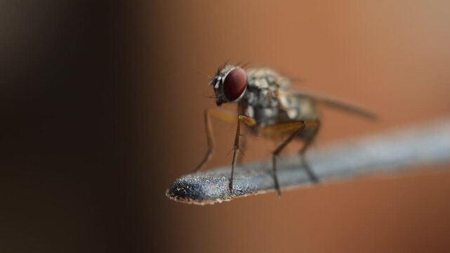 High-detail macro: A house fly's head showing intricate eye structure and bristly exoskeleton.