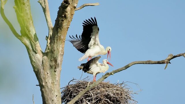 Accouplement de cigognes blanches (Ciconia ciconia) sur le nid perch&eacute;, comportement reproducteur en milieu naturel