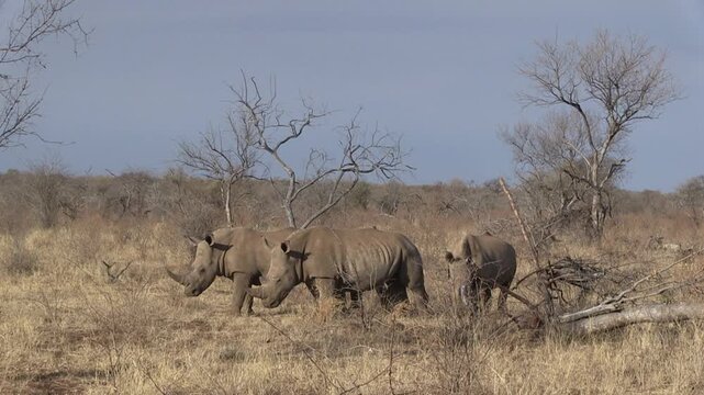 FHD 25i footage of endangered white rhinoceros (Ceratotherium simum), aka square-lipped rhino, in typical North West Province bushveld habitat - wildlife in its natural environment in South Africa.