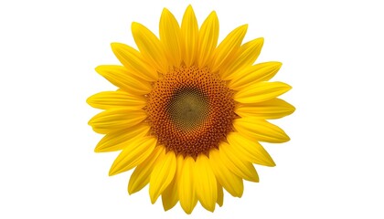 Obraz premium A bright and beautiful sunflower with vibrant yellow petals and a dark center