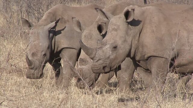 FHD 25i footage of endangered white rhinoceros (Ceratotherium simum), aka square-lipped rhino, in typical North West Province bushveld habitat - wildlife in its natural environment in South Africa.