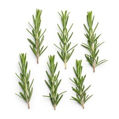 Fototapeta premium Fresh rosemary sprigs arranged in natural pose