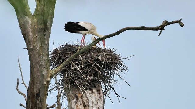 Cigogne blanche (Ciconia ciconia) seule sur son nid perch&eacute;, comportement de nidification en milieu naturel