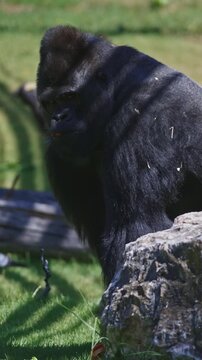A large gorilla stands in front of a rock